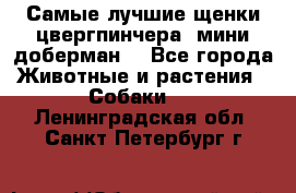 Самые лучшие щенки цвергпинчера (мини доберман) - Все города Животные и растения » Собаки   . Ленинградская обл.,Санкт-Петербург г.